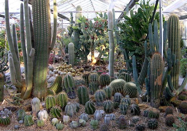 Planning My Southwest Oklahoma Backyard&nbsp;Garden